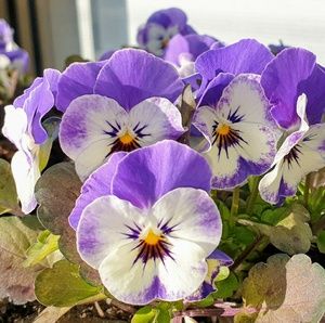 Meet your Posher, Audrey